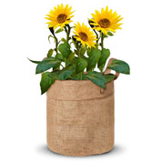 kit de culture tournesol